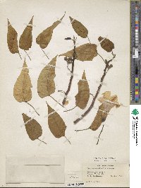 Ipomoea carnea image