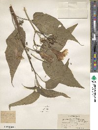 Ipomoea carnea image