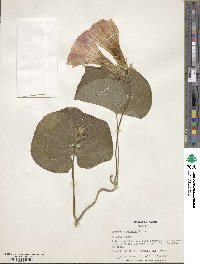 Ipomoea indica image