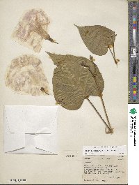 Ipomoea carnea image