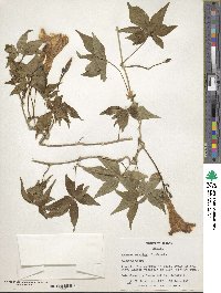 Ipomoea cairica image