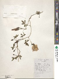 Ipomoea cairica image