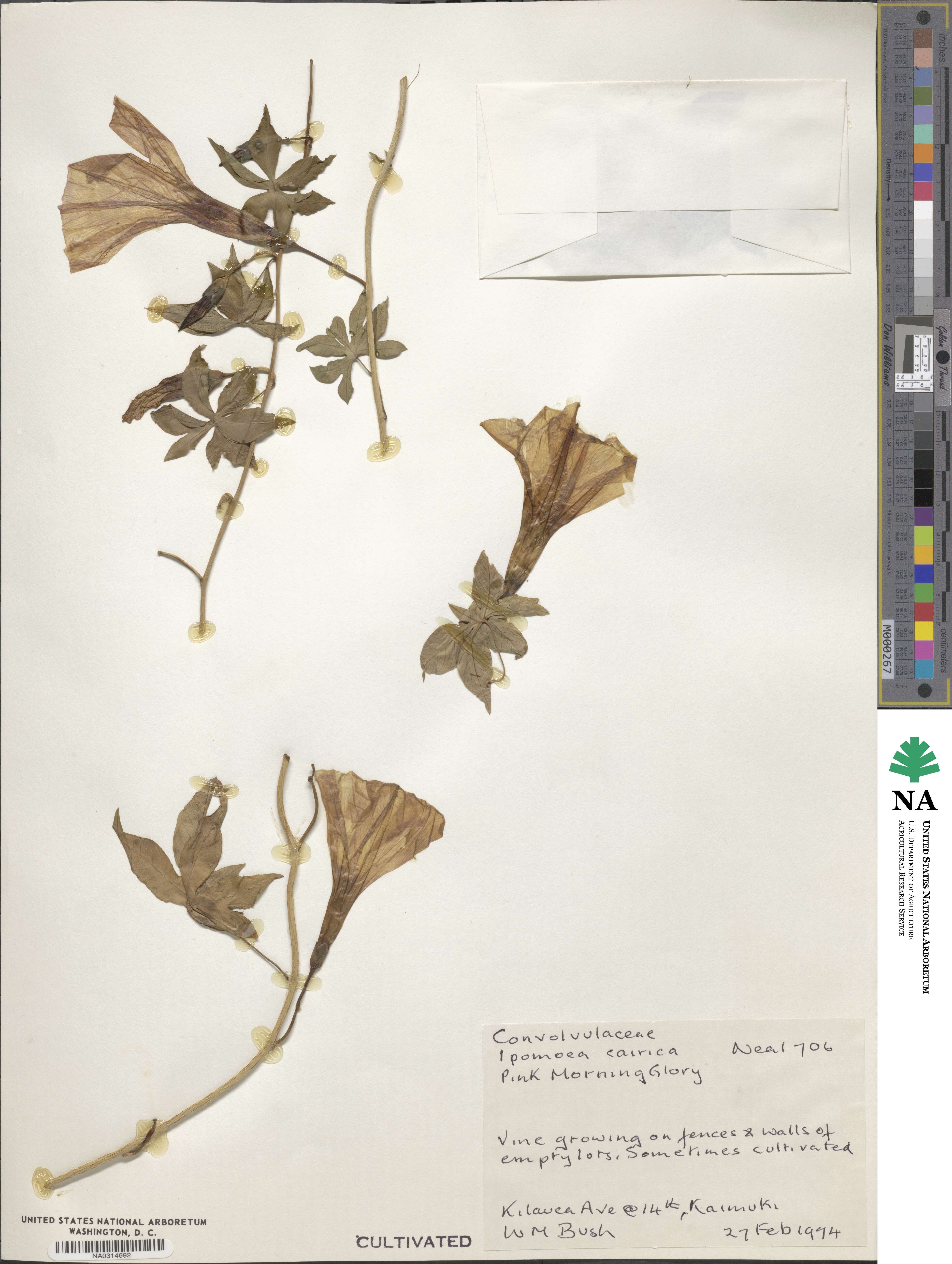 Ipomoea cairica image