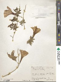 Ipomoea cairica image