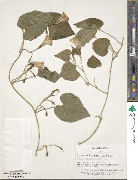 Ipomoea ochracea image