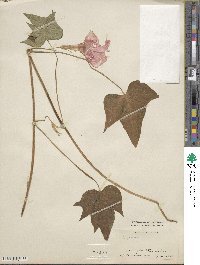 Ipomoea nil image