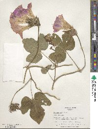 Ipomoea nil image