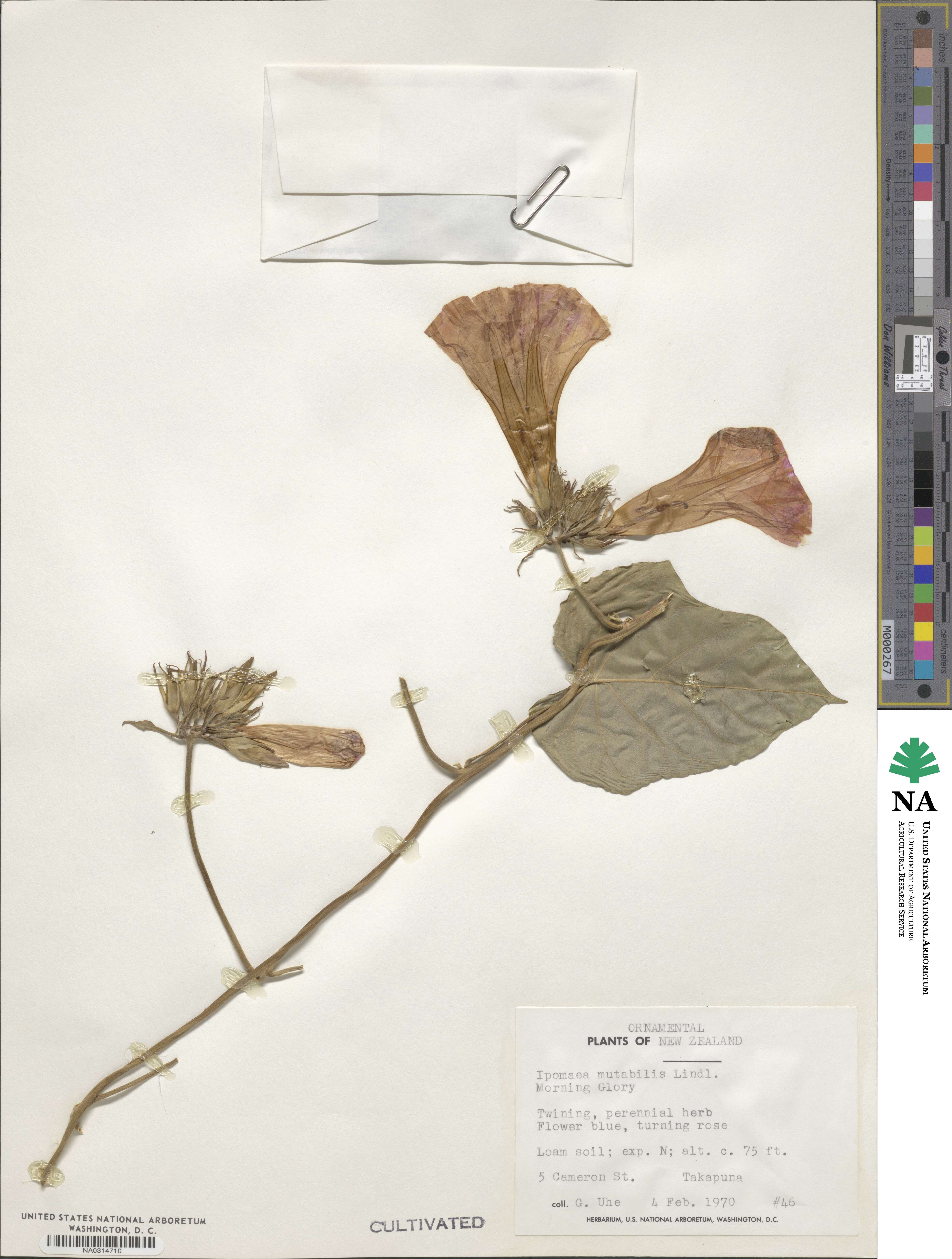 Ipomoea indica image