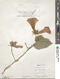 Ipomoea indica image