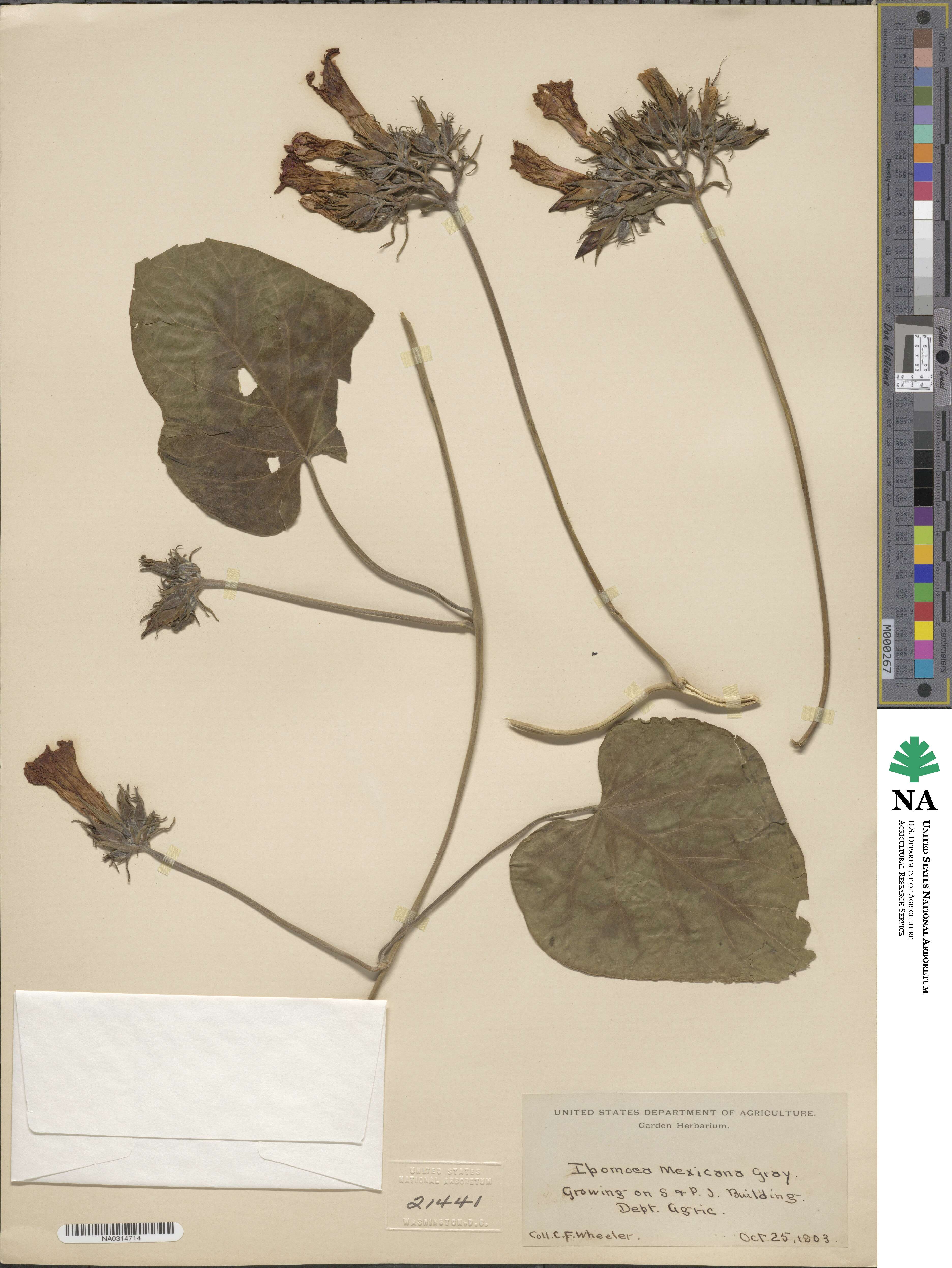 Ipomoea mexicana image