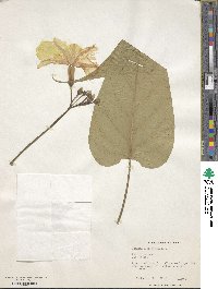 Ipomoea leptophylla image