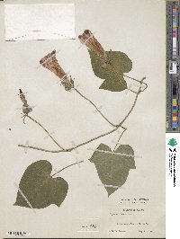 Ipomoea indica image