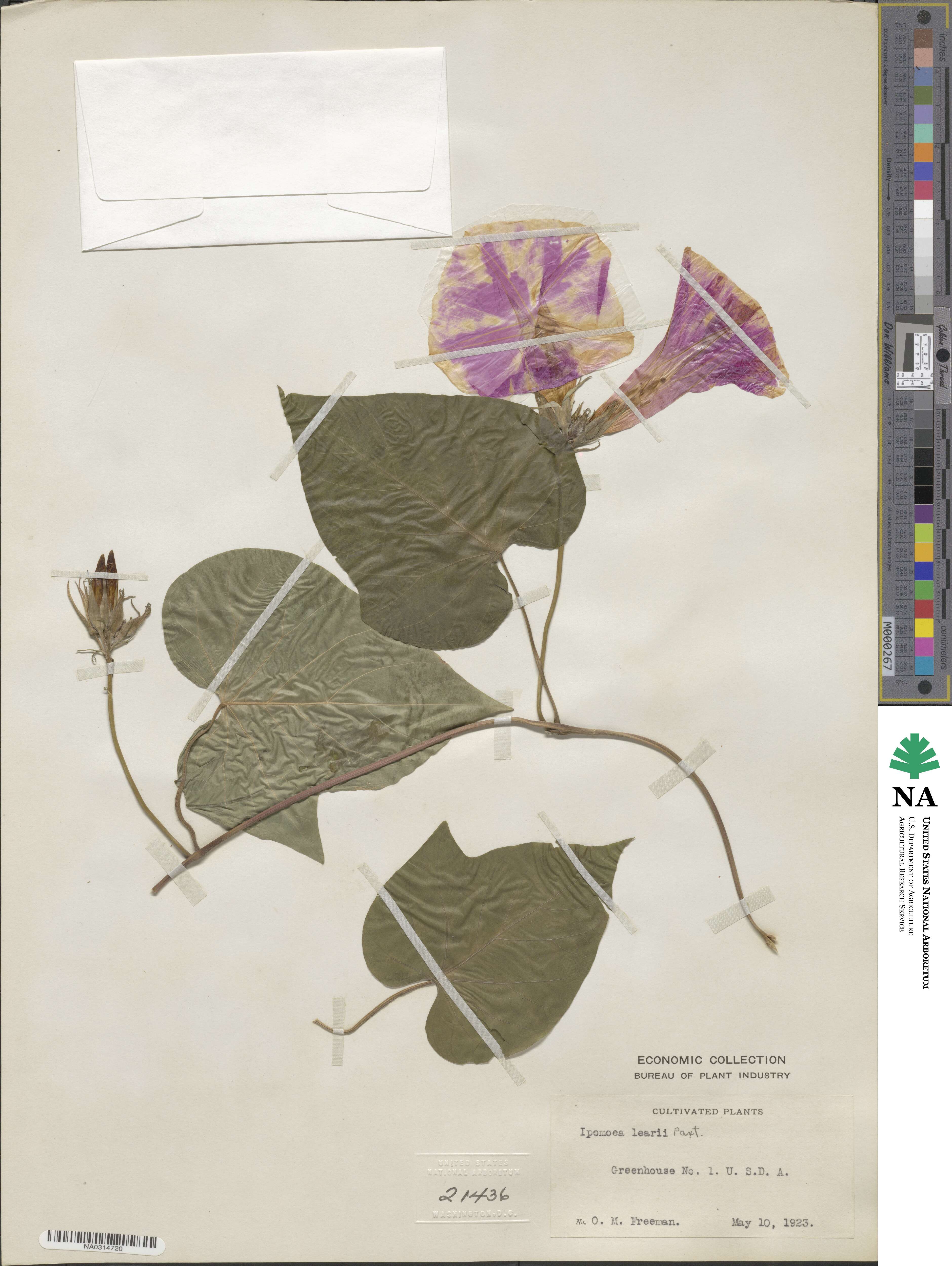 Ipomoea indica image