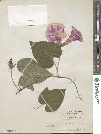 Ipomoea indica image