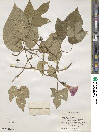 Ipomoea indica image