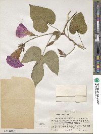 Ipomoea indica image