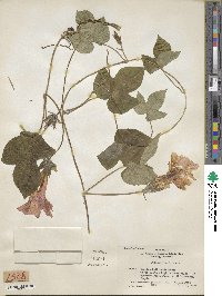 Ipomoea indica image