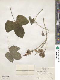 Ipomoea indica image