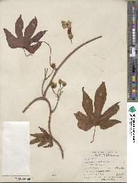 Ipomoea horsfalliae image