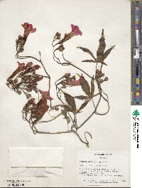 Ipomoea horsfalliae image