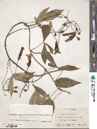 Ipomoea horsfalliae image