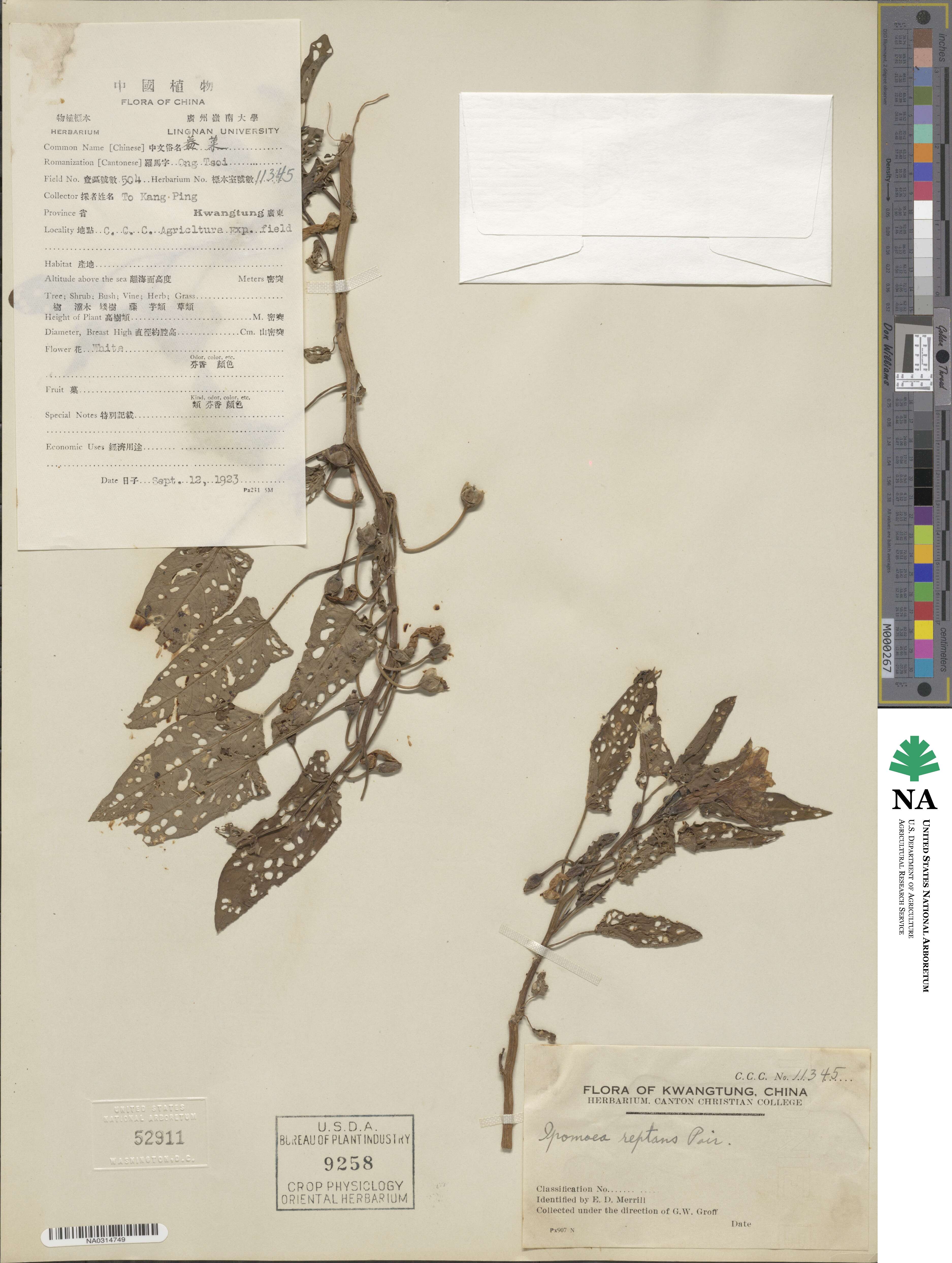 Ipomoea aquatica image