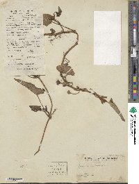 Ipomoea aquatica image