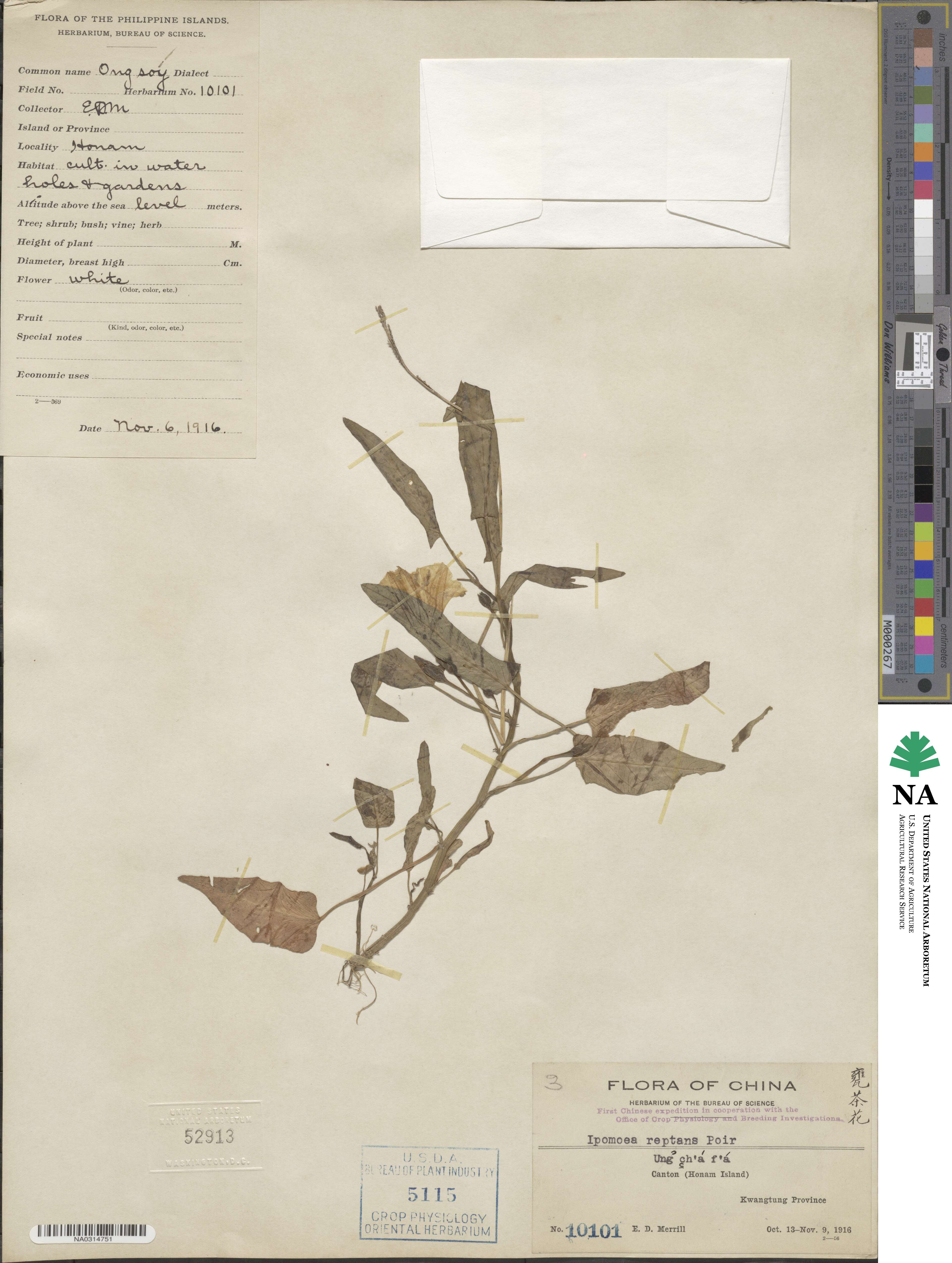 Ipomoea image