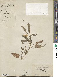 Ipomoea aquatica image