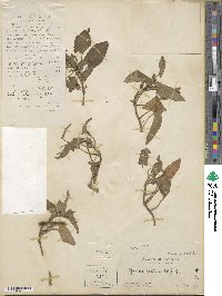 Ipomoea aquatica image