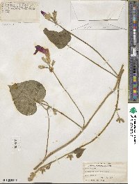 Ipomoea purpurea image