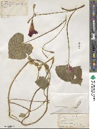 Ipomoea purpurea image