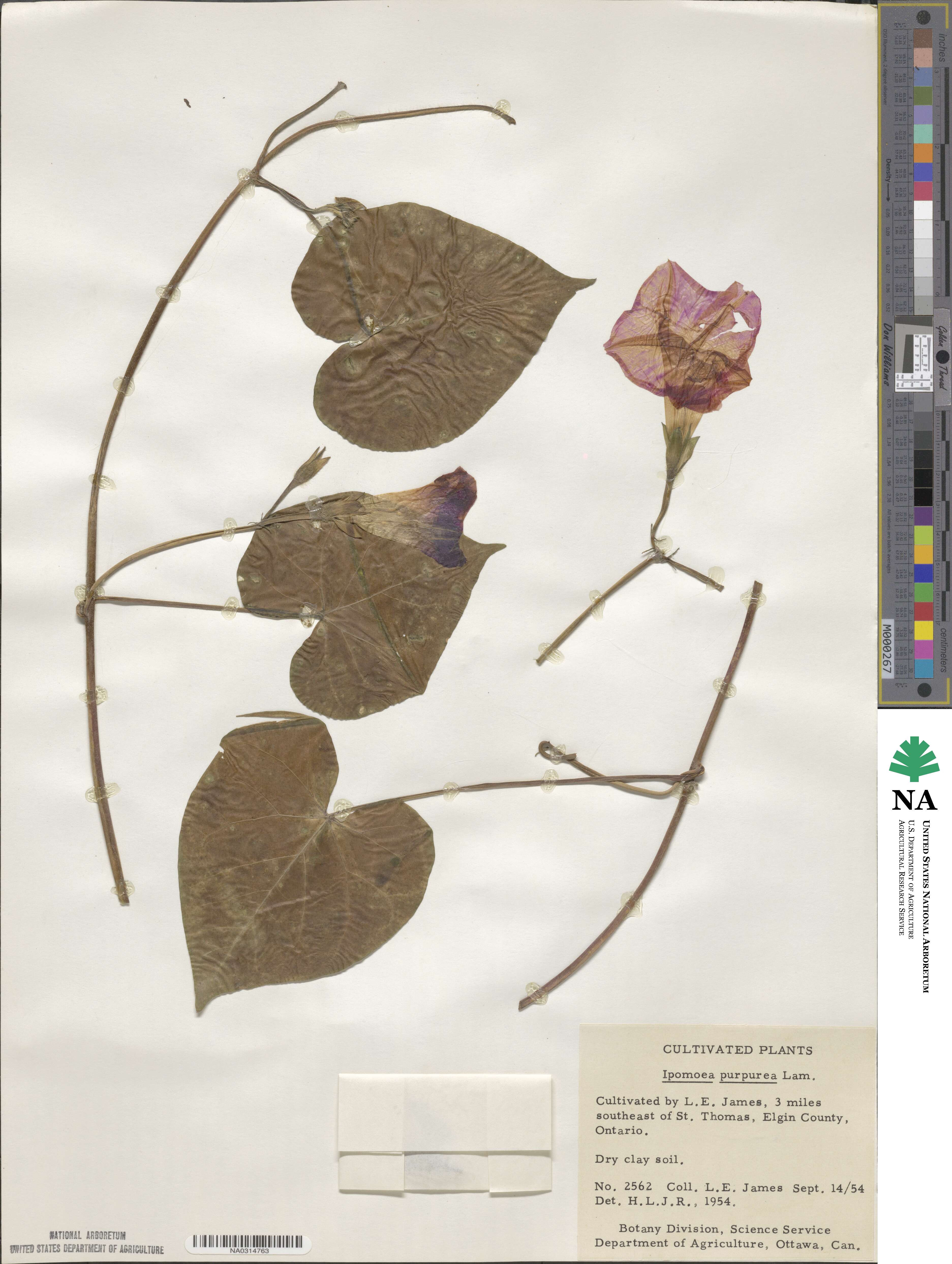 Ipomoea purpurea image