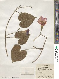 Ipomoea purpurea image