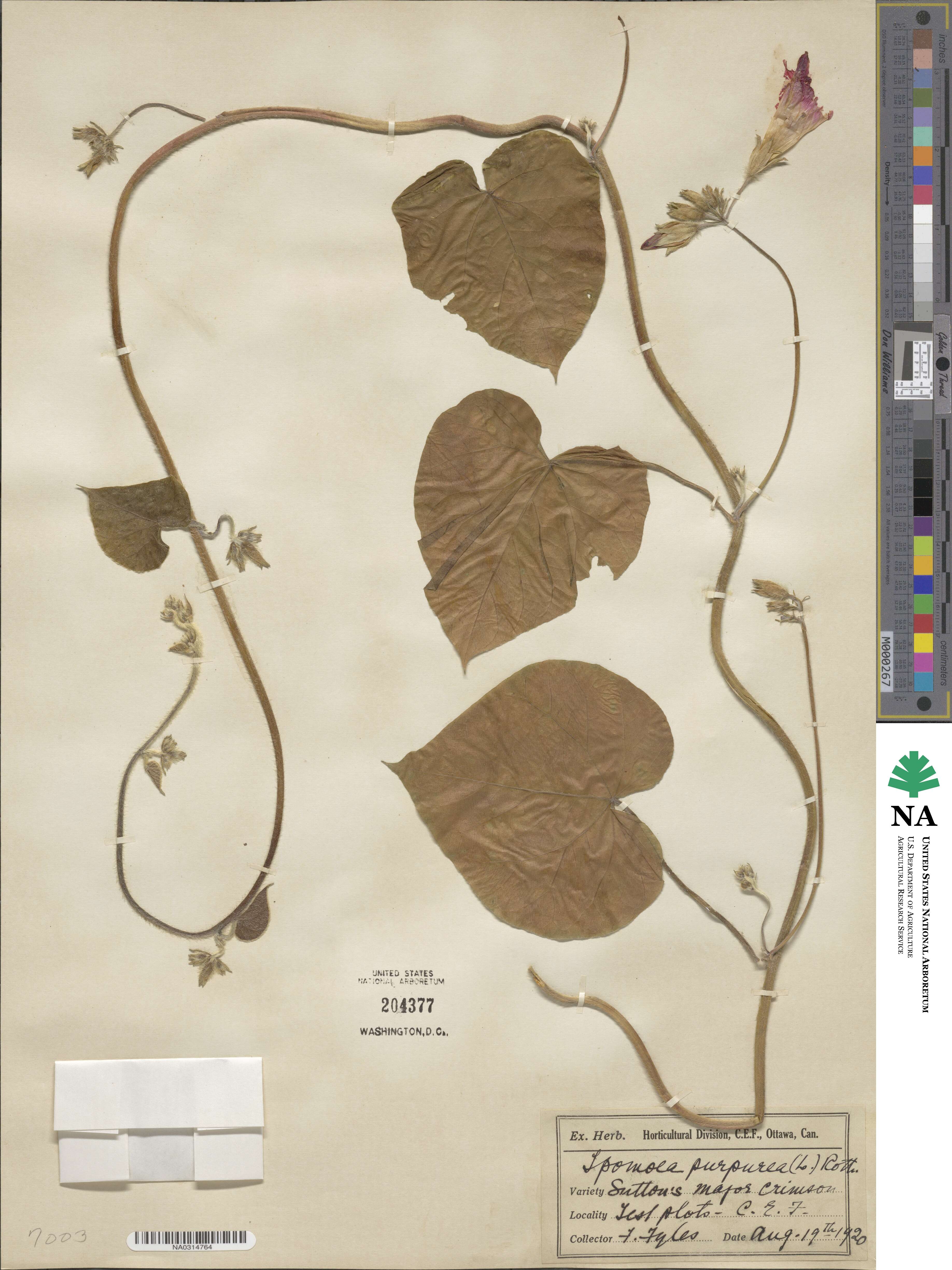 Ipomoea purpurea image