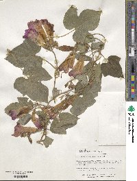 Ipomoea purpurea image