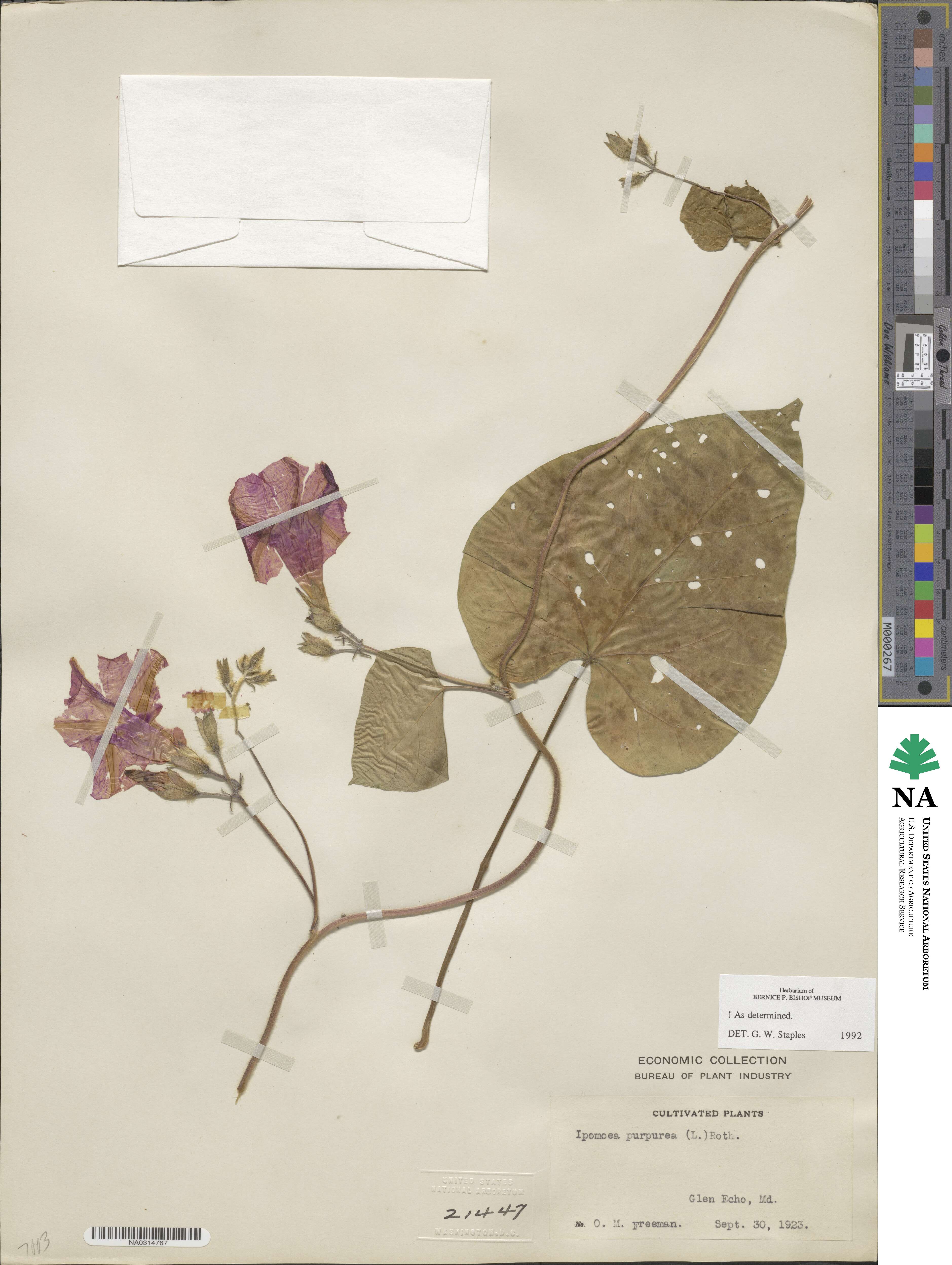 Ipomoea purpurea image