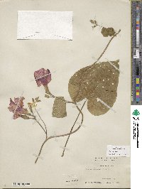 Ipomoea purpurea image