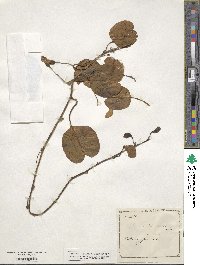 Ipomoea pes-caprae image