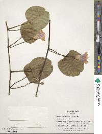 Ipomoea pes-caprae image