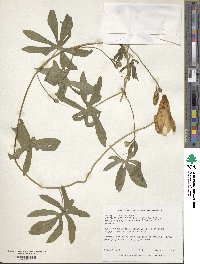 Ipomoea digitata image