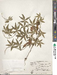 Ipomoea cairica image