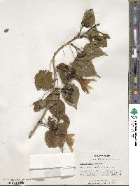 Ipomoea wolcottiana image