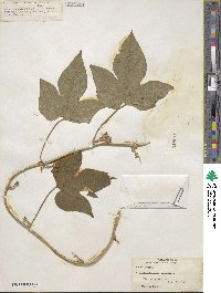 Ipomoea peteri image