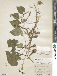 Ipomoea muricata image