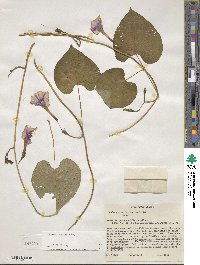 Ipomoea muricata image