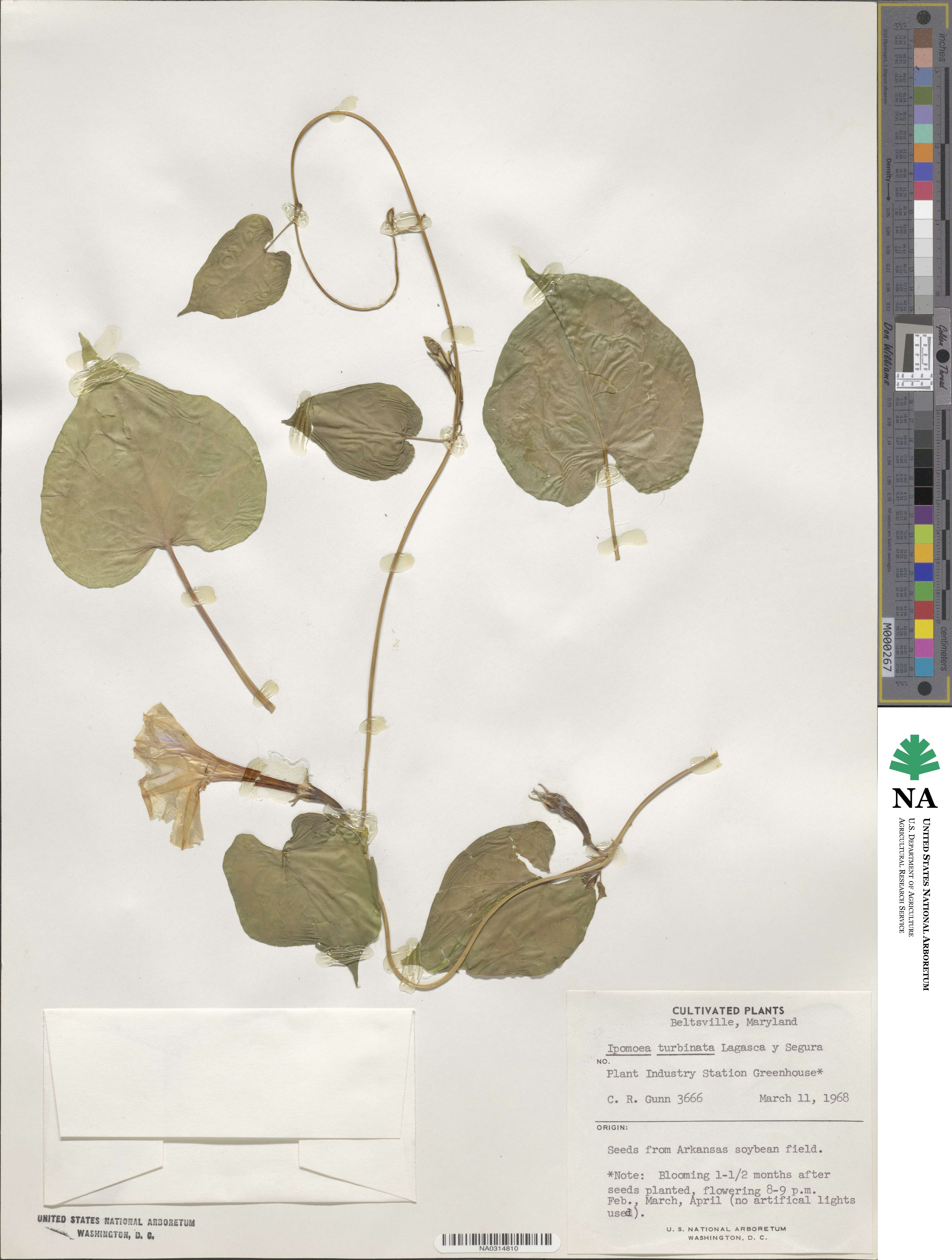 Ipomoea muricata image