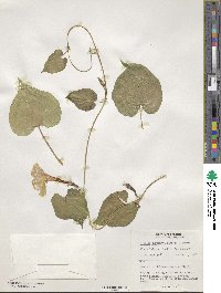 Ipomoea muricata image