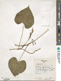 Ipomoea muricata image