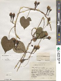 Ipomoea muricata image